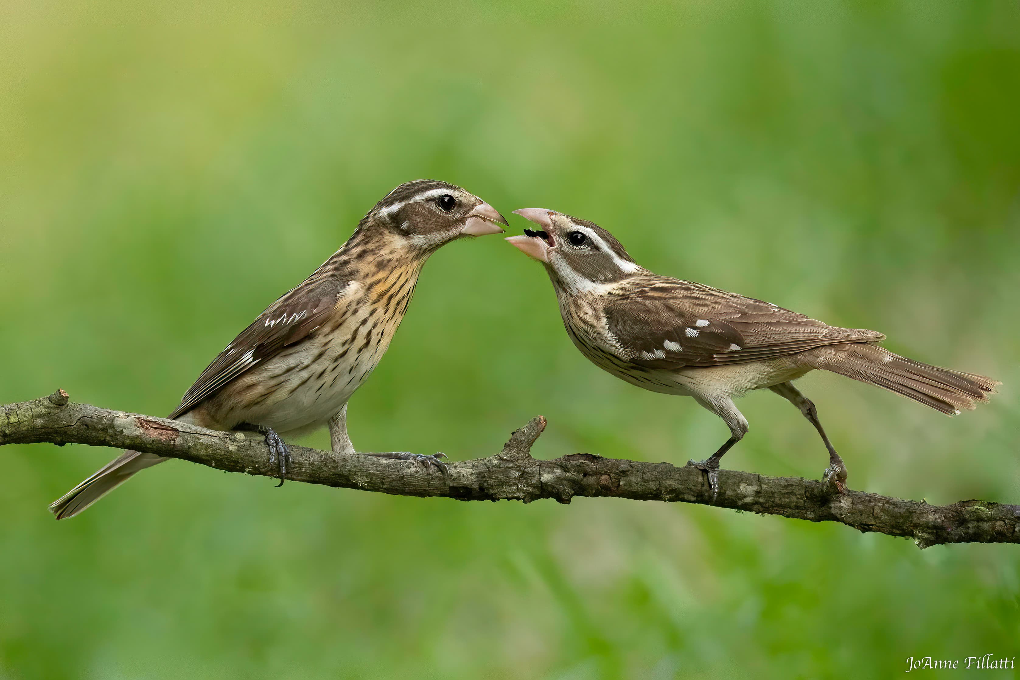 bird of Galveston Island image 13